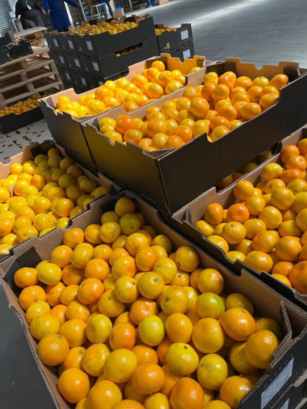 Citrus cartons in an Eastern Cape packhouse protected by ASC Pest Control