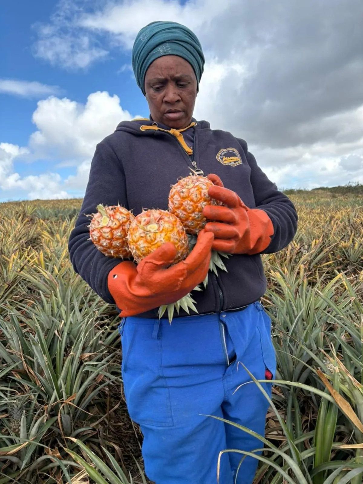 Pineapple harvest in the Eastern Cape Bathurst belt