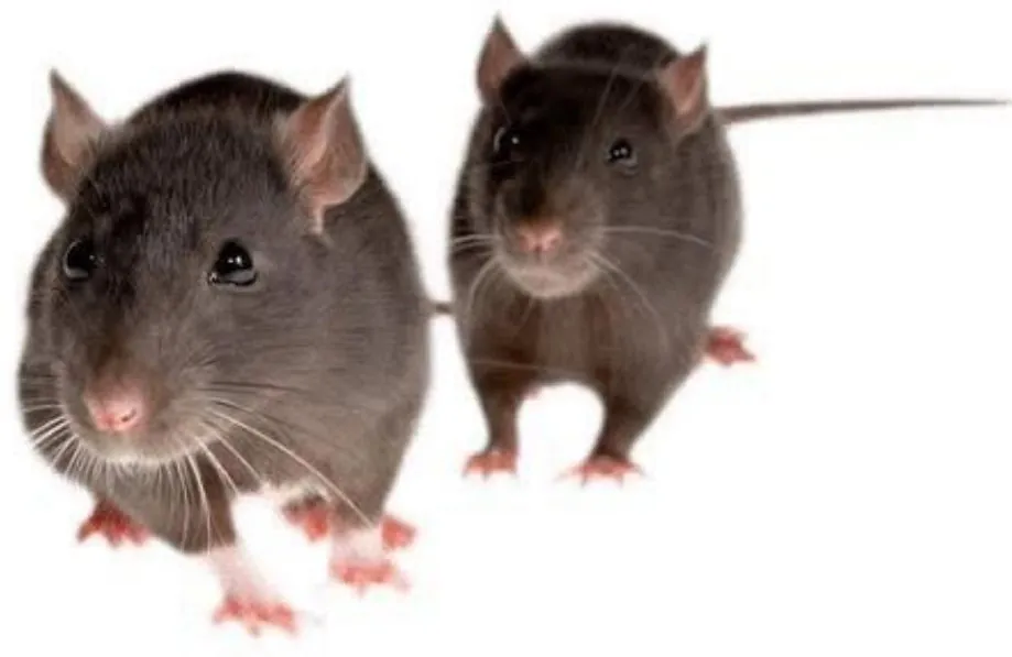 Brown rat, Rattus norvegicus, a commensal rodent found in South African premises