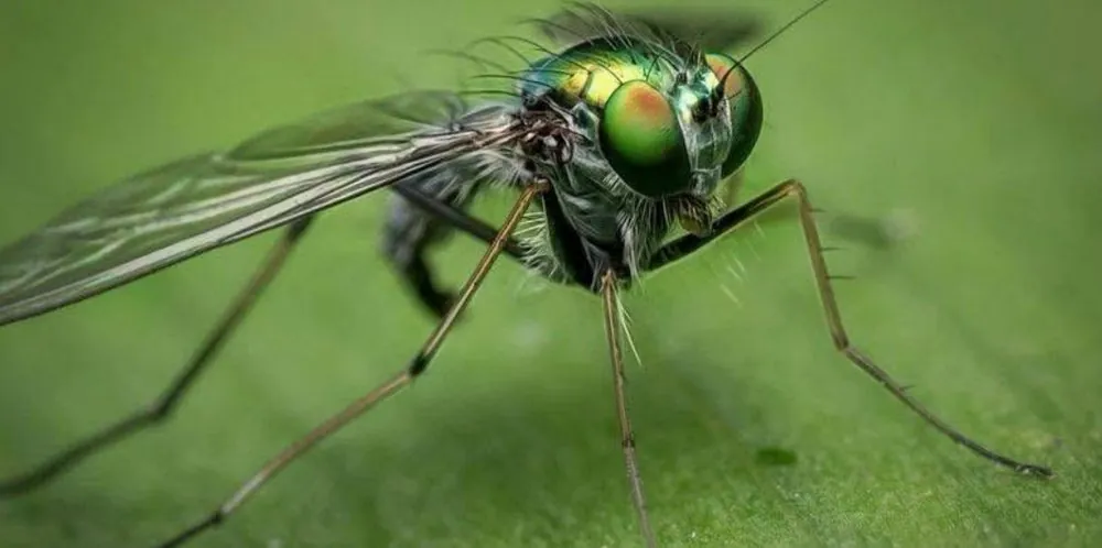 House fly and small flies, Musca domestica and Drosophila species, common filth and fruit flies found around drains and waste in South African food facilities