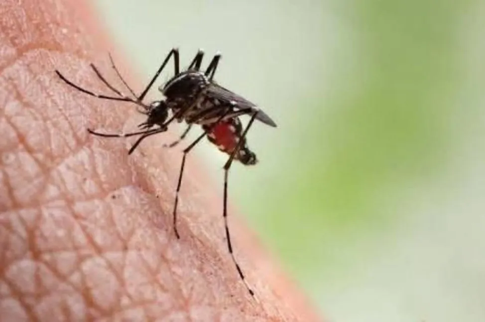 Mosquito, Culex and Aedes species, slender biting flies associated with standing water around food and beverage facilities in South Africa